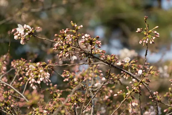 Closeup blossom (3)